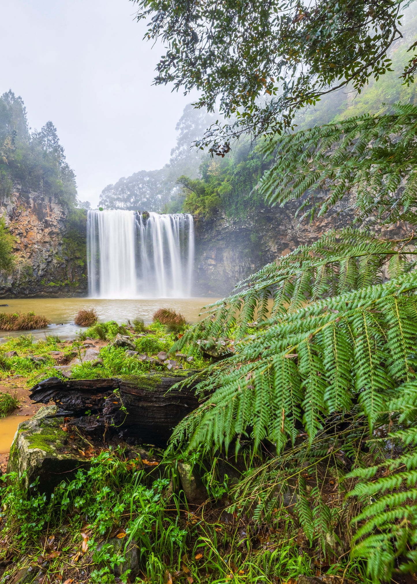 Dangar Falls Dorrigo Nsw