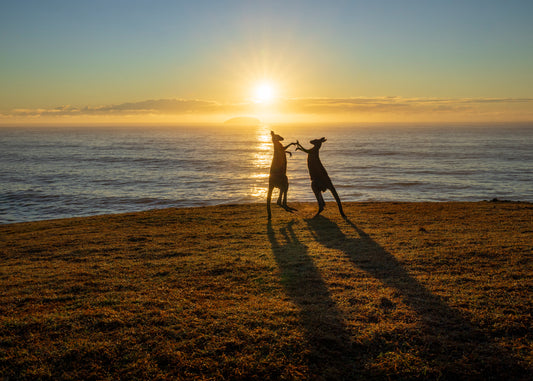 Kangaroos at Sunrise on the Coffs Coast NSW .Emerald Beach